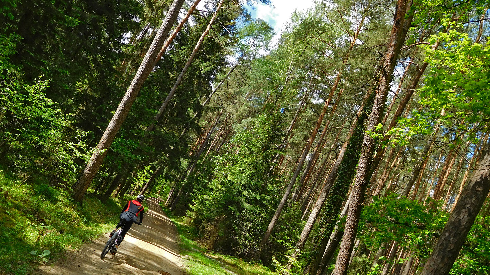 MTB Weisendorf Forest