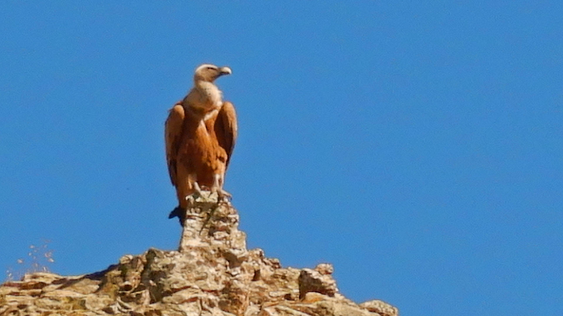 Entre el Atazar y la Sierra del Rincón
