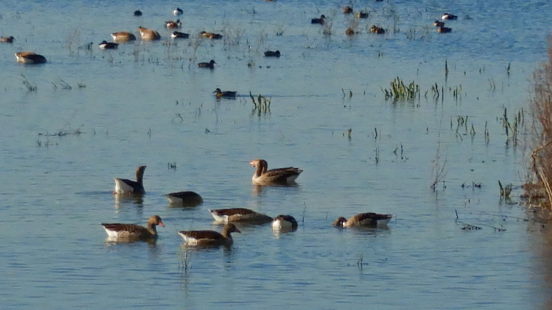 Parque Nacional de las Tablas de Daimiel