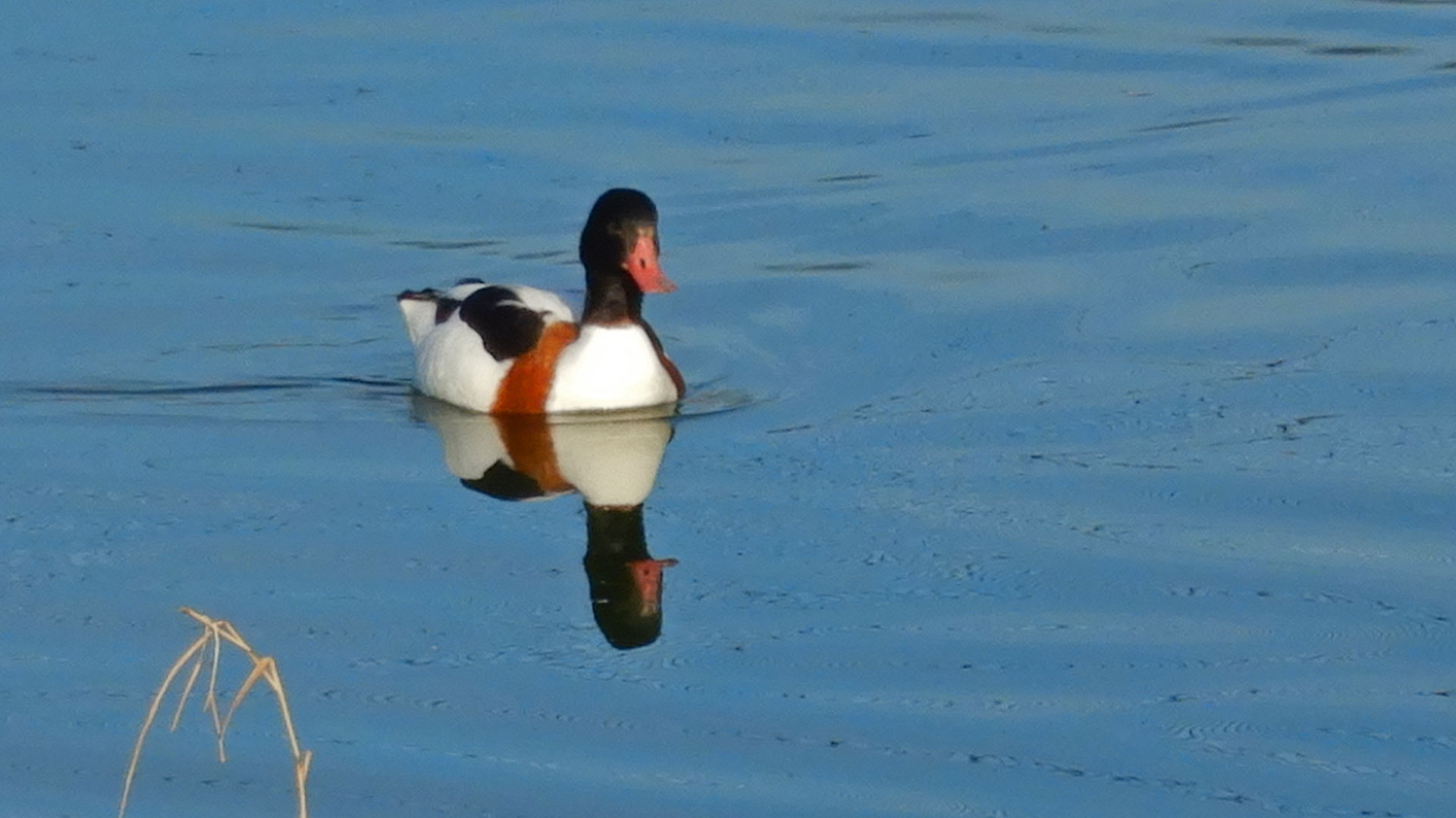 Parque Nacional de las Tablas de Daimiel