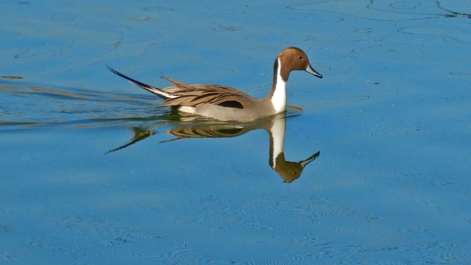 Parque Nacional de las Tablas de Daimiel