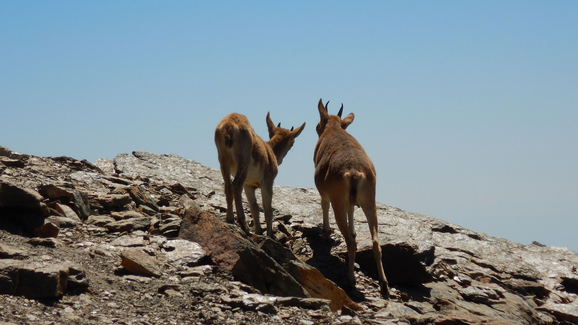 Sierra Nevada - Prado Alto - Veleta