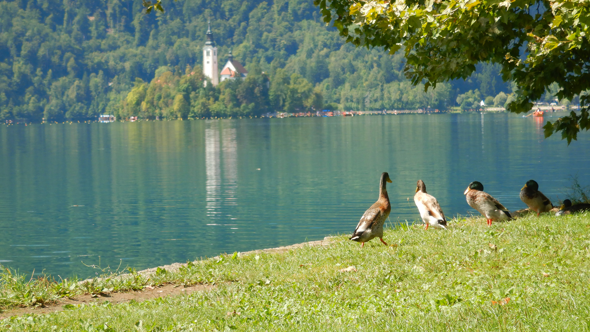 Vintgar desde Bled con vuelta al lago